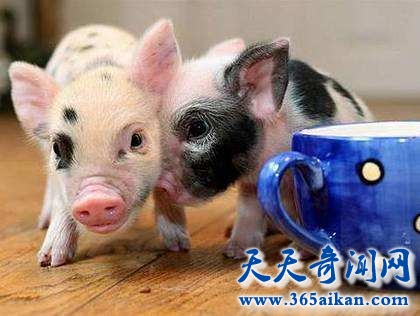 茶杯猪有多大？茶杯猪的特征于饲养方法