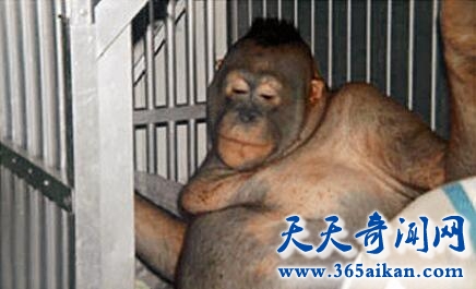 印尼红毛猩猩1.jpg