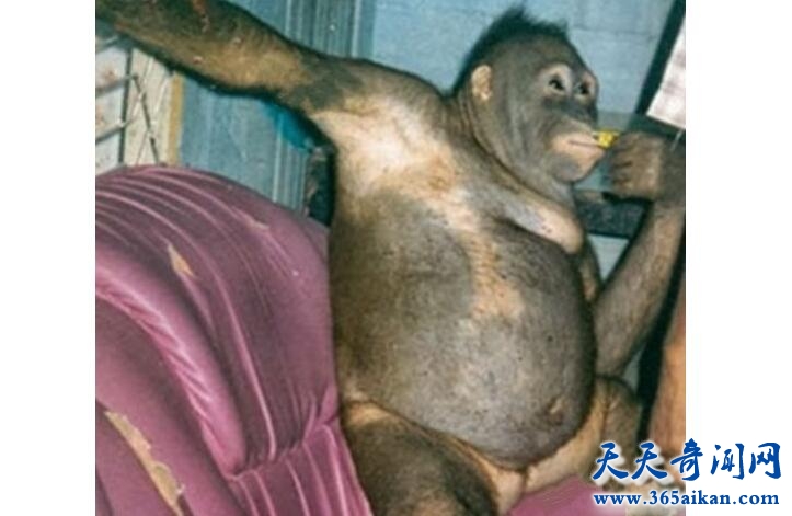 印尼红毛猩猩2.jpg