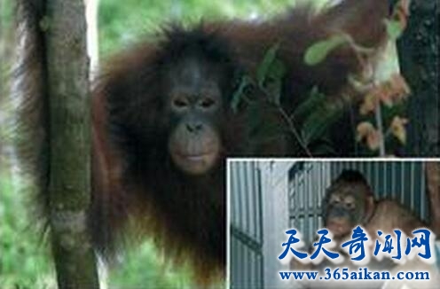 印尼红毛猩猩3.jpg