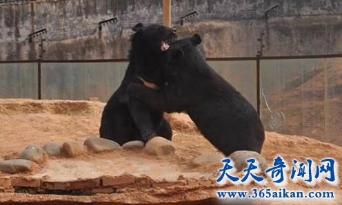 养宠物狗发现是黑熊2.jpg