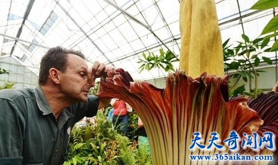 最凶猛的植物食人花是否真实存在？食人花传说是怎样产生的？