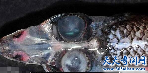 长着透明脑袋的管眼鱼，揭秘管眼鱼的视力之谜！