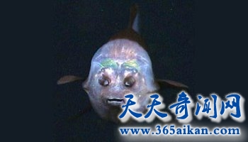 长着透明脑袋的管眼鱼，揭秘管眼鱼的视力之谜！
