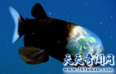 长着透明脑袋的管眼鱼，揭秘管眼鱼的视力之谜！