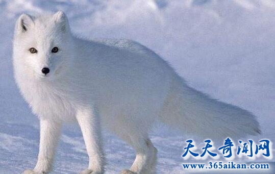 北极白狐的校园之旅，杭州高中惊现北极白狐！