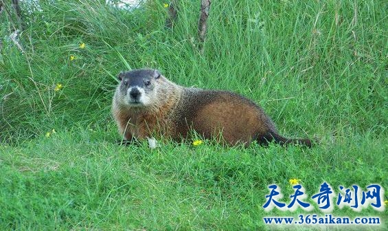 动物界的天才建筑师河狸，河狸是如何建造千米大坝的？