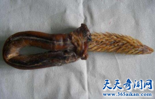 揭秘古代壮阳秘方虎鞭，虎鞭的功效和作用，虎鞭真的能壮阳？