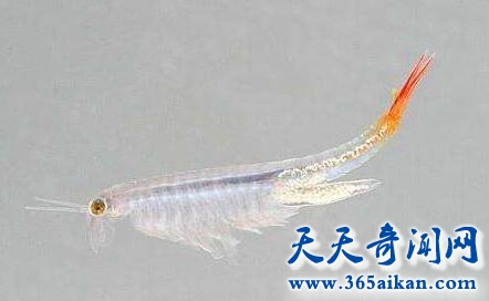 江苏惊现史前生物仙女虾惊呆众人!揭秘:仙女虾究竟长什么样?