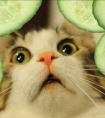 猫为什么怕黄瓜？猫居然被黄瓜吓飞