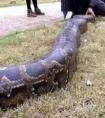 桂平挖蛇事件是真的吗？17米大蛇吓死司机