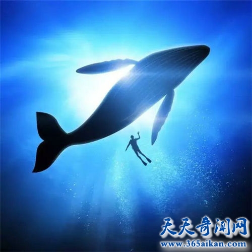 地球上最大的动物，蓝鲸怎么生孩子