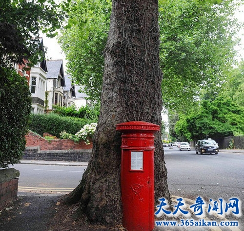 英国120年历史邮筒被大树吞没，无奈“退役”