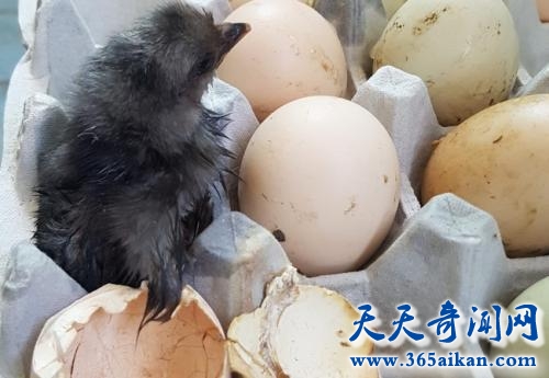 鸡蛋放阳台孵出鸡是怎么回事？连日高温小鸡无法忍受
