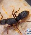巨型蚂蚁有多大 五百年后巨型蚂蚁竟能灭绝人类？