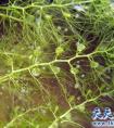 狸藻怎么养 狸藻的养殖方法