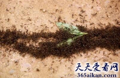 动物中的食物链，澳大利亚用食肉蚁吃掉有毒蔗蟾