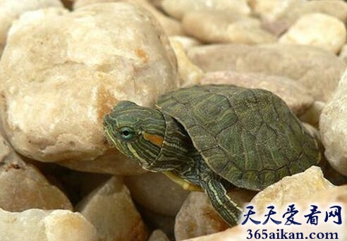 巴西龟2.jpg