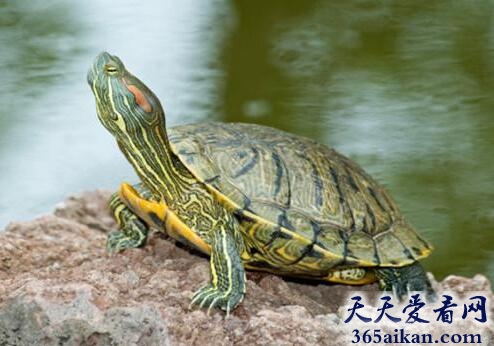 巴西龟寿命有多长？揭秘：龟能活万年的假象