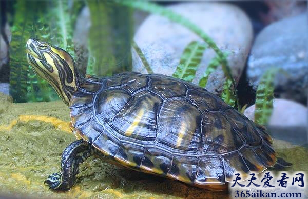揭秘巴西龟寿命有多长，该如何饲养巴西龟！