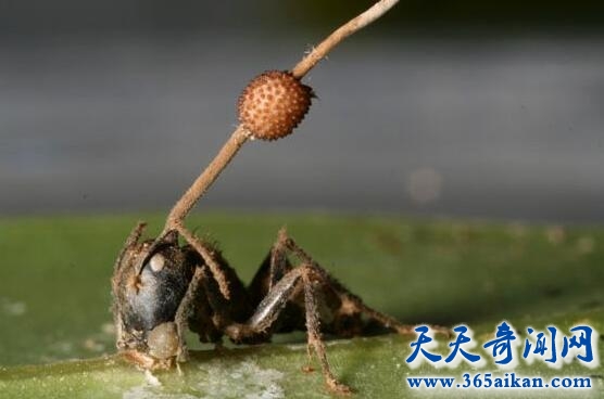 史上最恐怖的寄生方式：僵尸蚂蚁