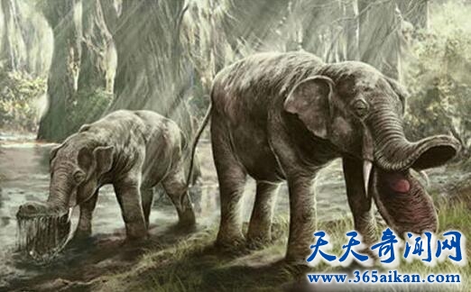 盘点各种动物的祖先都是谁？动物进化变迁史！