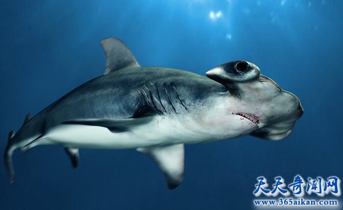 大海中最萌萌哒的鲨鱼，双髻鲨介绍