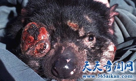 澳大利亚的标志性动物袋獾濒临灭绝，癌症在袋獾中肆虐！