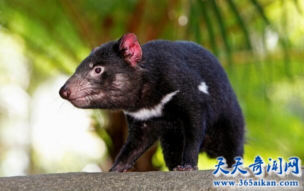 澳大利亚的标志性动物袋獾濒临灭绝，癌症在袋獾中肆虐！