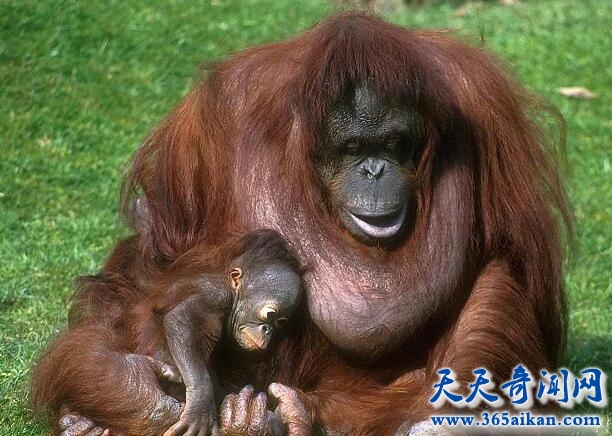 伟大的物种进化，苏门答腊猩猩推迟发育为了繁殖