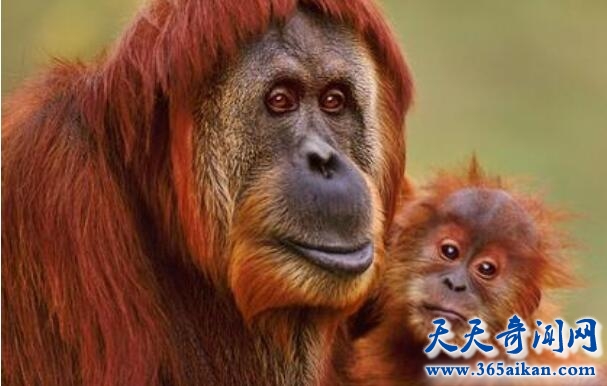伟大的物种进化，苏门答腊猩猩推迟发育为了繁殖