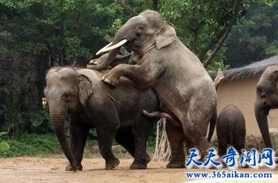 全面解析大象交配的过程，少儿不宜请忽观看！