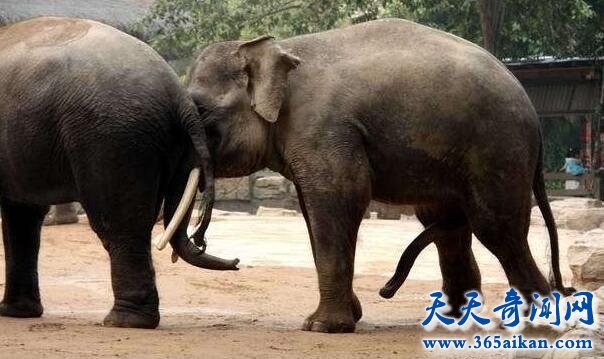 全面解析大象交配的过程，少儿不宜请忽观看！