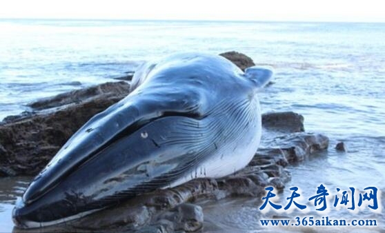 海洋濒危物种长须鲸还有多少条？长须鲸为什么会在海底唱歌？