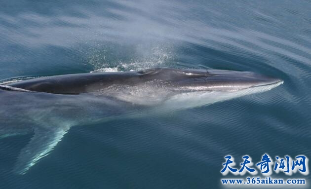 海洋濒危物种长须鲸还有多少条？长须鲸为什么会在海底唱歌？