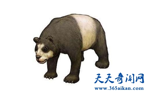 揭秘熊猫的始祖是谁？熊猫在多少年前就有了？