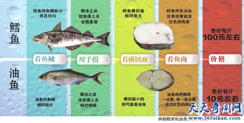 科普油鱼和鳕鱼的区别有哪些？吃油鱼的危害有哪些？