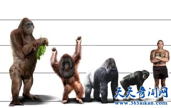 探索历史上灭绝的巨猿，巨猿是电影金刚的前身！