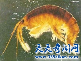 杀人虾致命性攻击，外来物种是英国民不聊生！