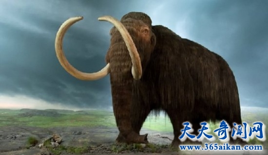 冰河世纪最出名的动物猛犸象，科学家要复活史前生物猛犸象！