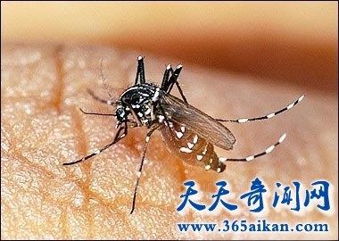 世界上最毒的蚊子，花蚊子肆虐全中国！