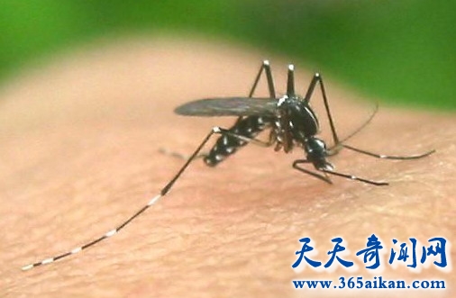 世界上最毒的蚊子，花蚊子肆虐全中国！