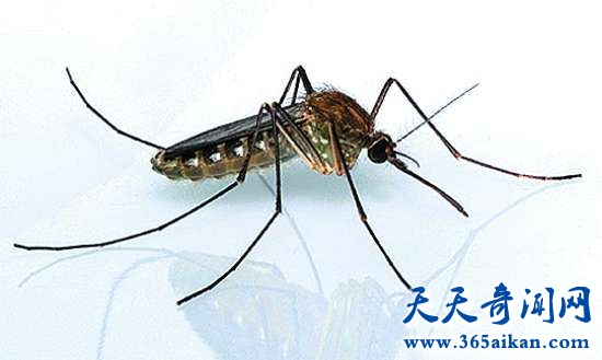 吸血的蚊子是公是母？蚊子的雌雄怎么辨别？