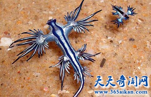 长相神似外星生物的海蛞蝓，蓝色海蛞蝓如梦幻般美丽！