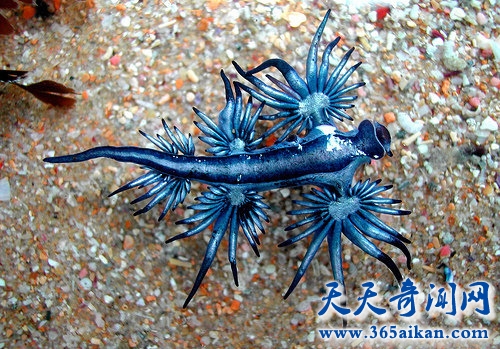 长相神似外星生物的海蛞蝓，蓝色海蛞蝓如梦幻般美丽！