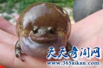 世界上长得最憋屈的青蛙，气蛤蟆拔得头筹！