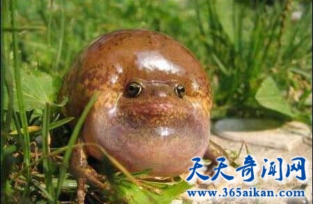 世界上长得最憋屈的青蛙，气蛤蟆拔得头筹！