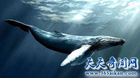 蓝鲸是靠什么来说话的呢？蓝鲸是如何练就大嗓门的？