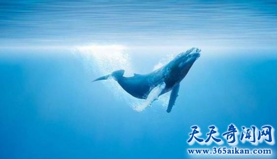 蓝鲸是靠什么来说话的呢？蓝鲸是如何练就大嗓门的？