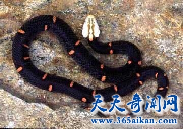 喜玛拉雅白头蛇的介绍，喜玛拉雅白头蛇的毒性到底有多强？